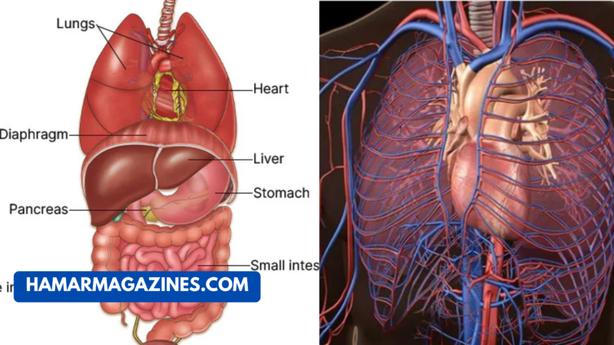 Why Does Ozdikenosis Kill You